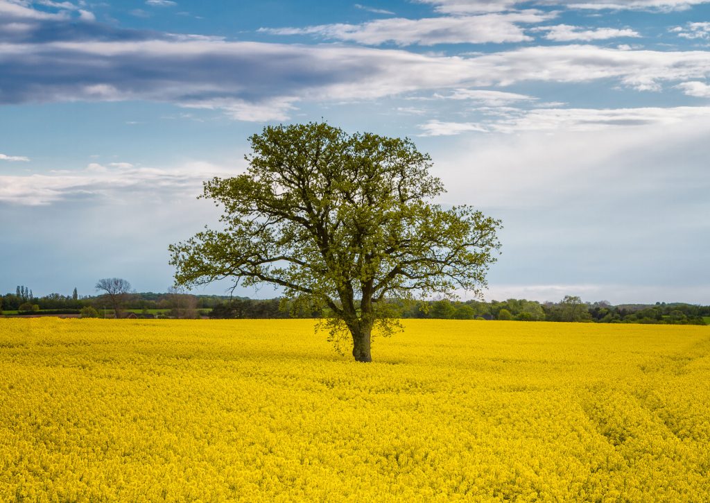 rapeseed field